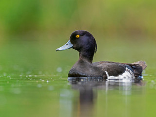 Male tufted duck (Aythya fuligula). The tufted duck (Aythya fuligula) is a small diving duck of the Anatidae family.