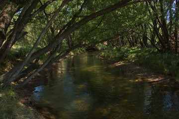 Big trees at the shore of Twizel River in Twizel on South Island of New Zealand