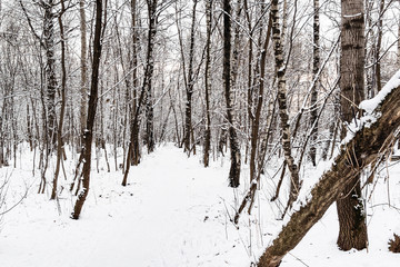 snow-covered path between bare trees in snowy park