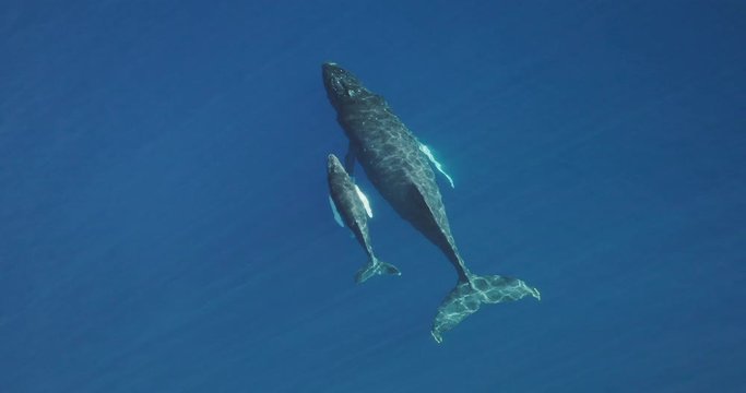 Aerial view of a baby humpback whale swimming with its mother in clear blue ocean water, two whales swimming in the ocean, amazing ocean mammals