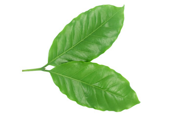 Coffee leaves green top leaf on white background.