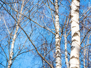 Obraz premium bare birch trees in park and blue sky in winter