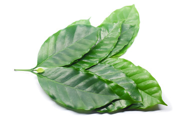 Coffee leaves green top leaf on white background.