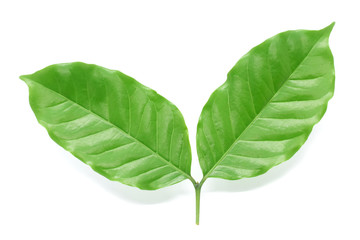 Coffee leaves green top leaf coffee on white background.