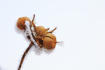 Snow on plants in winter