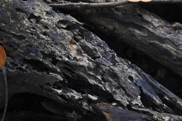 weathered wood gnawed by termites