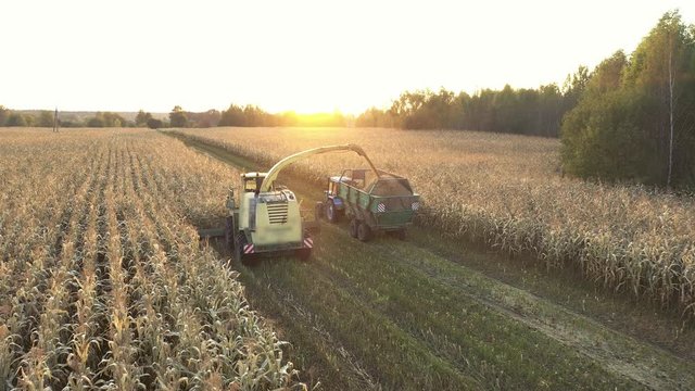 Combine Harvester Collect Corn At Rural Field And Pour It In A Tractor Trailer