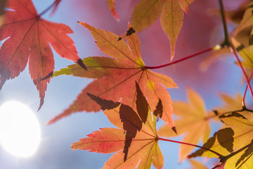 日の光に赤く染まる紅葉 秋のイメージ