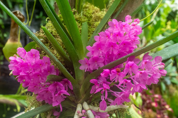 バンダ・アンプラケア