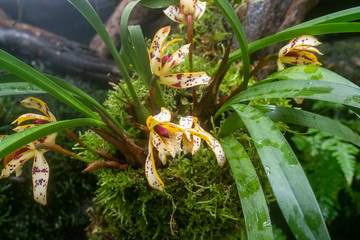 マキシラリア・ポルフィロステレ