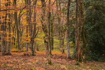 Italian forest  with autumn colors in Europe