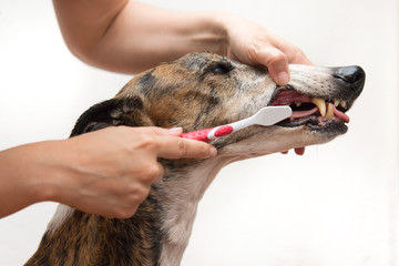 dog washing teeth with hand