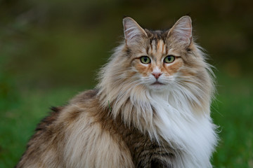 A beautiful norwegian forest cat female with alert expression sitting outdoors in summertime - obrazy, fototapety, plakaty