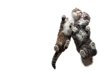 bottom up view of two different cats standing side by side licking creamy treats off a glass pane isolated on white studio background with copy space