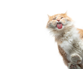 funny bottom up view of cream tabby maine coon cats licking on a window glass pane isolated on white background