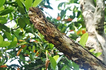 weathered wood gnawed by termites