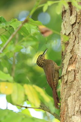 A woodcreeper bird foraging on a trunk tree