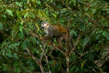 Squirrel monkey, Saimiri oerstedii, sitting on the tree trunk with green leaves, Corcovado NP, Costa Rica. Monkey in the tropic forest vegetation. Wildlife scene from nature. Beautiful cute animal