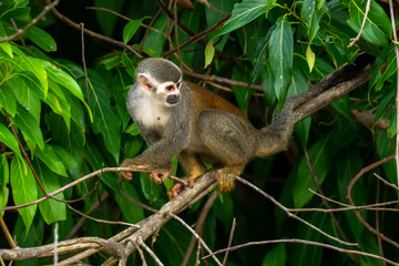 Squirrel monkey, Saimiri oerstedii, sitting on the tree trunk with green leaves, Corcovado NP, Costa Rica. Monkey in the tropic forest vegetation. Wildlife scene from nature. Beautiful cute animal