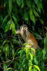 Squirrel monkey, Saimiri oerstedii, sitting on the tree trunk with green leaves, Corcovado NP, Costa Rica. Monkey in the tropic forest vegetation. Wildlife scene from nature. Beautiful cute animal