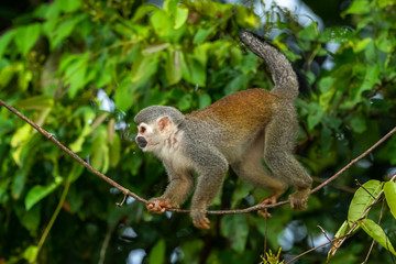 Squirrel monkey, Saimiri oerstedii, sitting on the tree trunk with green leaves, Corcovado NP, Costa Rica. Monkey in the tropic forest vegetation. Wildlife scene from nature. Beautiful cute animal