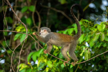 Squirrel monkey, Saimiri oerstedii, sitting on the tree trunk with green leaves, Corcovado NP, Costa Rica. Monkey in the tropic forest vegetation. Wildlife scene from nature. Beautiful cute animal