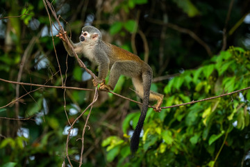 Squirrel monkey, Saimiri oerstedii, sitting on the tree trunk with green leaves, Corcovado NP, Costa Rica. Monkey in the tropic forest vegetation. Wildlife scene from nature. Beautiful cute animal