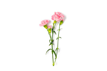 bouquet of pink carnation flower isolated on white background Top view Flat lay Holiday card 8 March, Happy Valentine's day, Mother's, Memorial, Teacher's day concept Copy space - 322925633