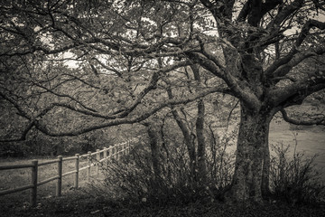 Black and white view of big beech tree near the fence in the natural reserve of Canfaito