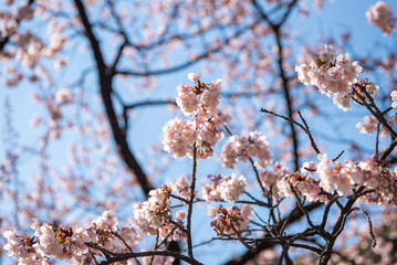 寒桜 カンザクラ 早春イメージ