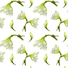 Hippeastrum white seamless pattern