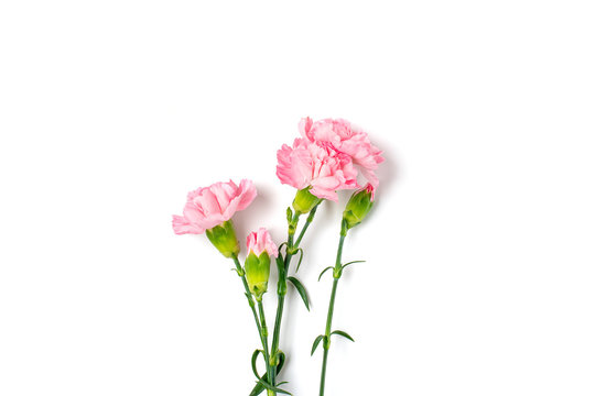 bouquet of pink carnation flower isolated on white background Top view Flat lay Holiday card 8 March, Happy Valentine's day, Mother's, Memorial, Teacher's day concept Copy space