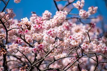 寒桜 カンザクラ 早春イメージ