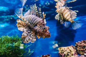 ropical exotic fish red lionfish Pterois volitans swims in an aquarium