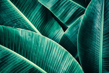 tropical leaf, banana foliage in rainforest, nature background