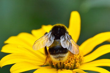 Bumblebee feeding on a yellow aster