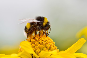 Bumblebee feeding on a yellow aster