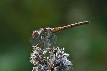 Common darter dragonfly on withered plant