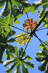 Abstract view of a trumpet tree or snakewood leaf Cecropia peltata, listed as one of the world's 100 worst invasive alien species