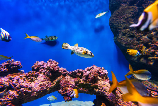 Arothron fish and other exotic tropical fish swim in the blue water