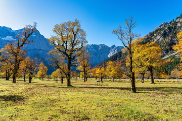 maple trees at Ahornboden, Karwendel mountains, Tyrol, Austria