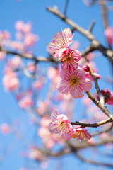 梅の花と青空