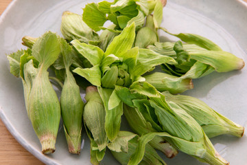 ふきのとう 蕗の薹 春の味覚 山菜