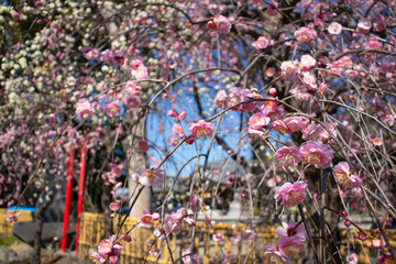 神社に咲く梅