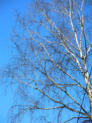 birch branches against the winter blue sky