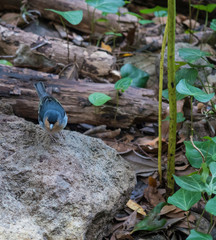 La Palma chaffinch, Fringilla coelebs palmae, Palman chaffinch male perched on stone at Laurel forest Laurisilva, lush subtropical rainforest at hiking trail Los Tilos, La Palma, Canary Islands, Spain
