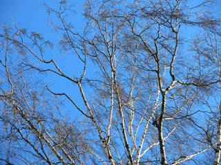 birch branches against the winter blue sky
