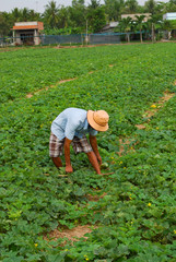 Fototapeta premium Unidentified farmer are taking care and harvesting Cucumis melo L. (Cantaloupe Melon,Musk melon,cantaloup,cassaba melon) in the field. Blue sky and white clouds with copy space for text or advertising