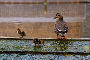 水辺で遊ぶ子供を見守るカルガモの親