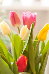 Spring pink tulips on a white background